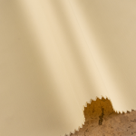 dark-yellow-2